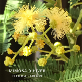 fleur à parfum: le mimosa