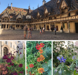 visite de jardin: hôtel-dieu de beaune