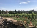 la vigne de Meursault